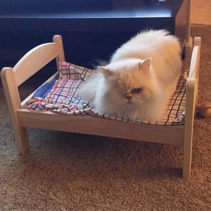 Cat Bed