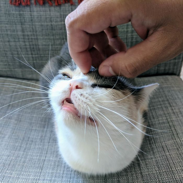Scratchy Teefies