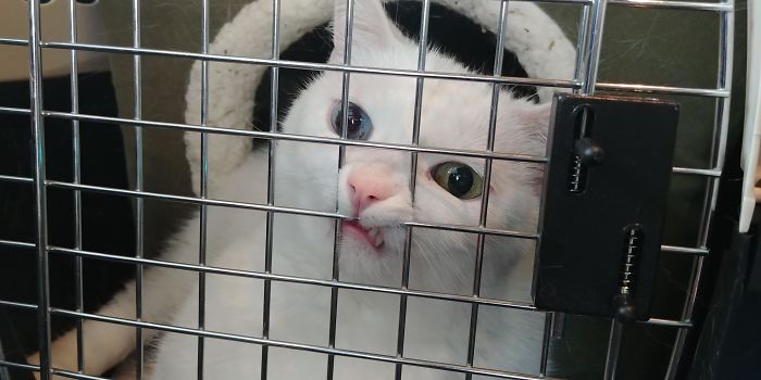 My Cat Doesn't Like Road Trips