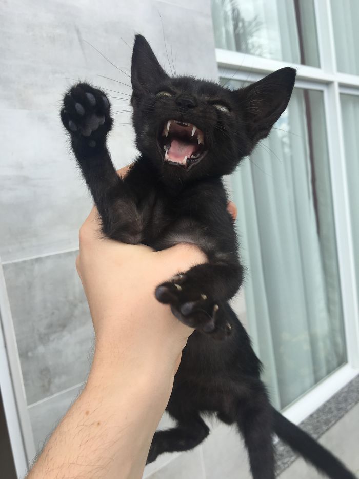 I Was Trying To Get A Good Picture Of This Little One To Post To Adoption