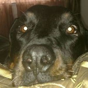 lynette_linville avatar