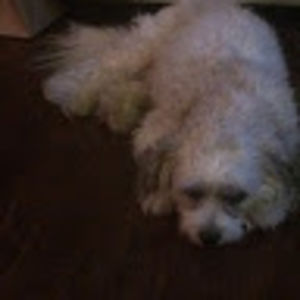 christinahallam avatar