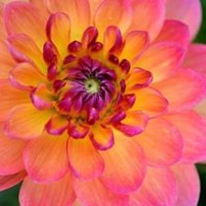 leatrice_d_bachan avatar