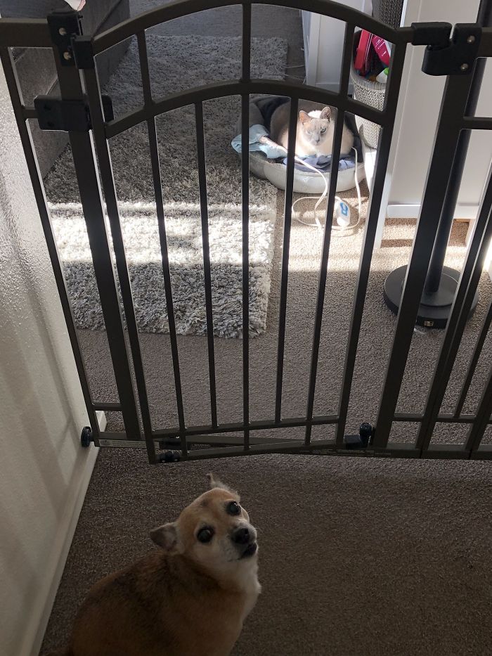 Came Back From A Walk. Cat Stole Her Bed. He Is Ready To Defend That Heating Pad With His Life