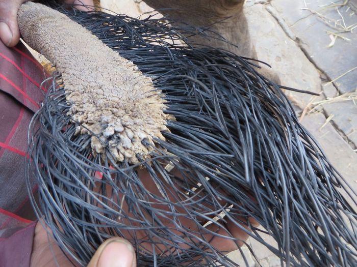 A Close Up Look At An Elephants Tail