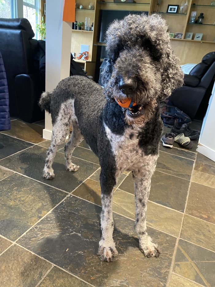 Note To Future Self: You Are Not A Dog Groomer, Don’t Use Clippers While Quarantined