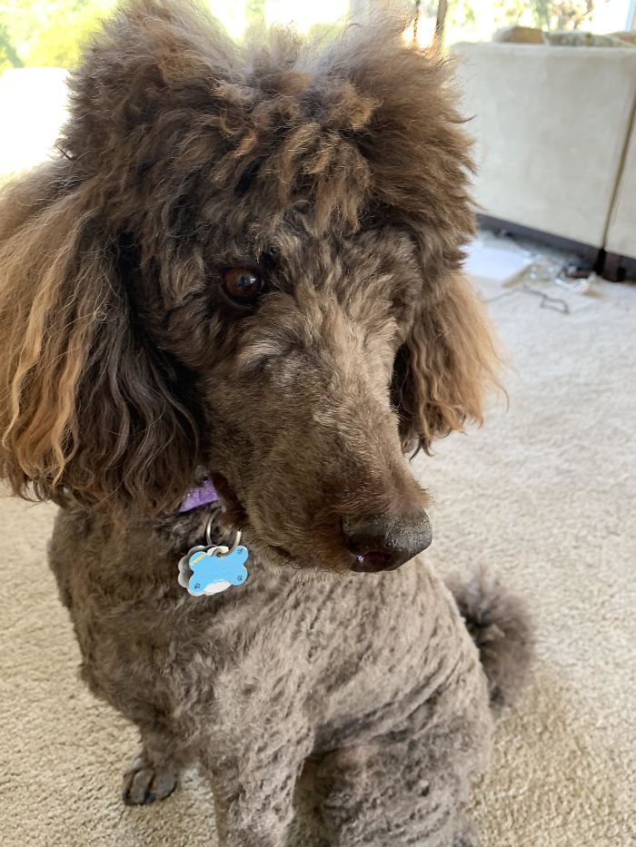 My Dog Halfway Through His At-Home Haircut