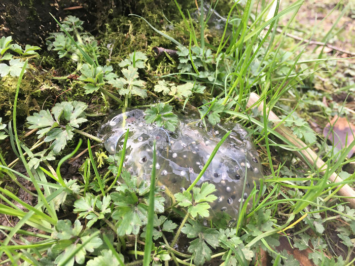 Translucent Gelatinous Matter With Black/White Spots, Found In Local Woodlands (UK). What Is This Thing?