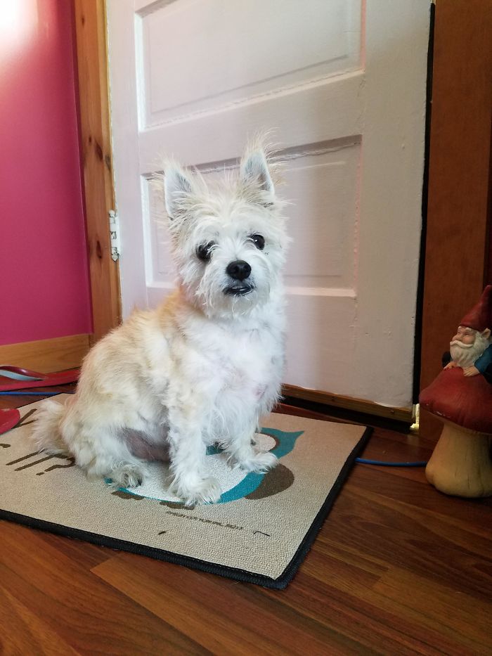 Uuumm, Maybe I Should Leave His Haircuts Up To The Dog Groomers