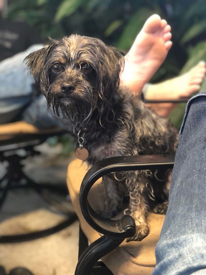 Wet Dog With A Quarantine Haircut Living His Best Wet Dog Life. It Is What It Is, Y’all.