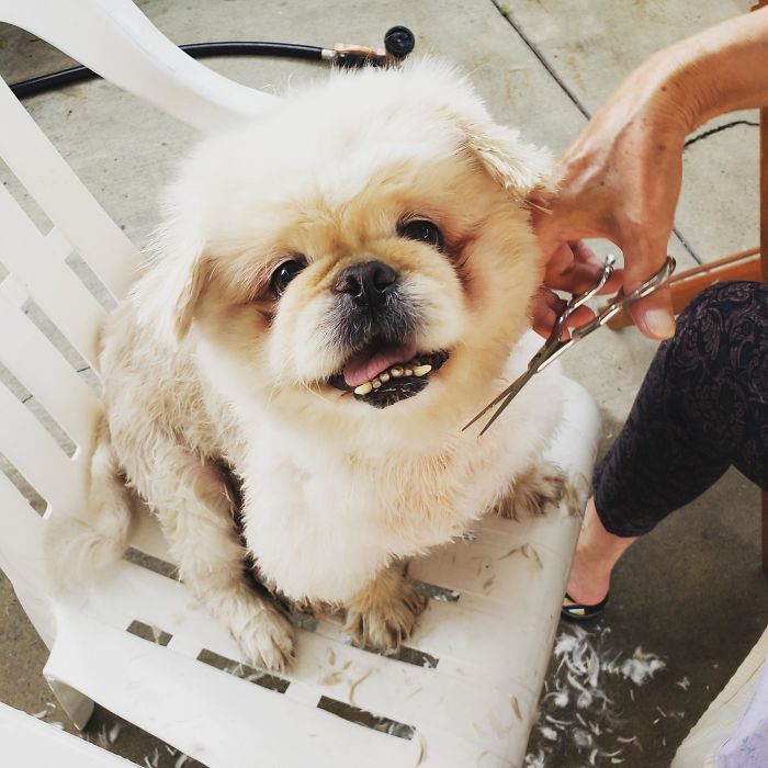 Quarantine Life Has My Dog Getting Haircuts At Home Too