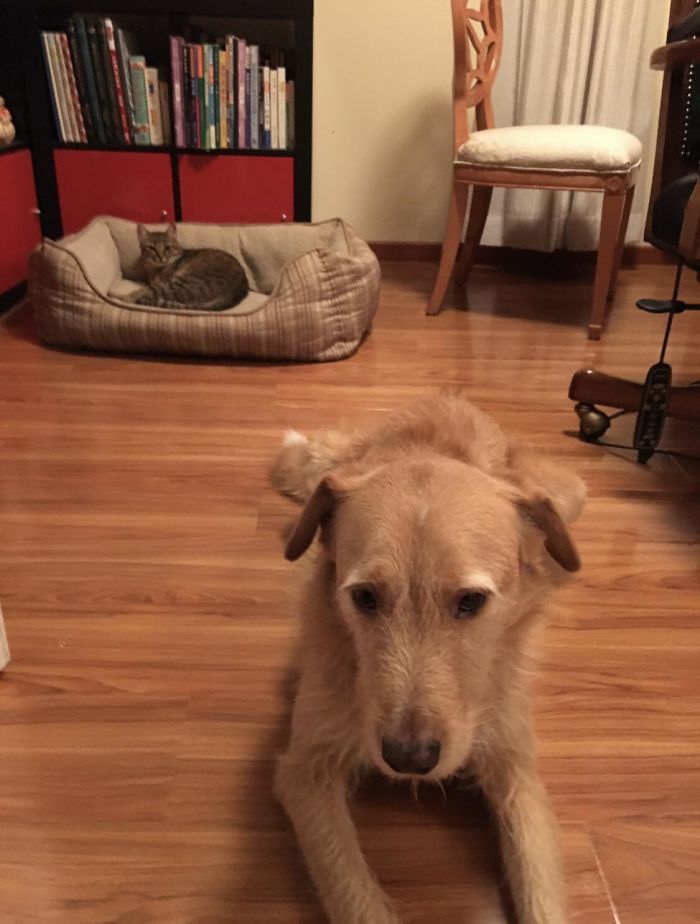 Our Dog Toby Was Not Happy When His Cat-Brother Tom Stole His Bed. Tom Didn’t Care