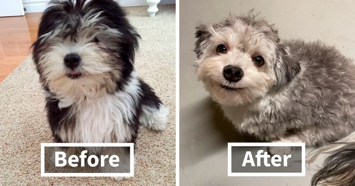 30 Times Quarantined People Did Funny Dog Haircuts