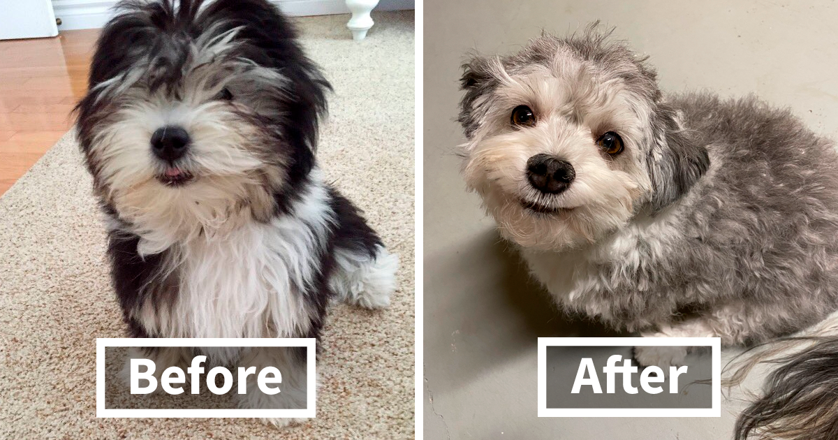 30 Times Quarantined People Did Funny Dog Haircuts30 Times Quarantined People Did Funny Dog Haircuts