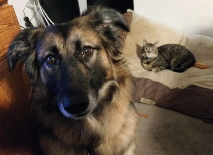 Dad... Dad! Do Something