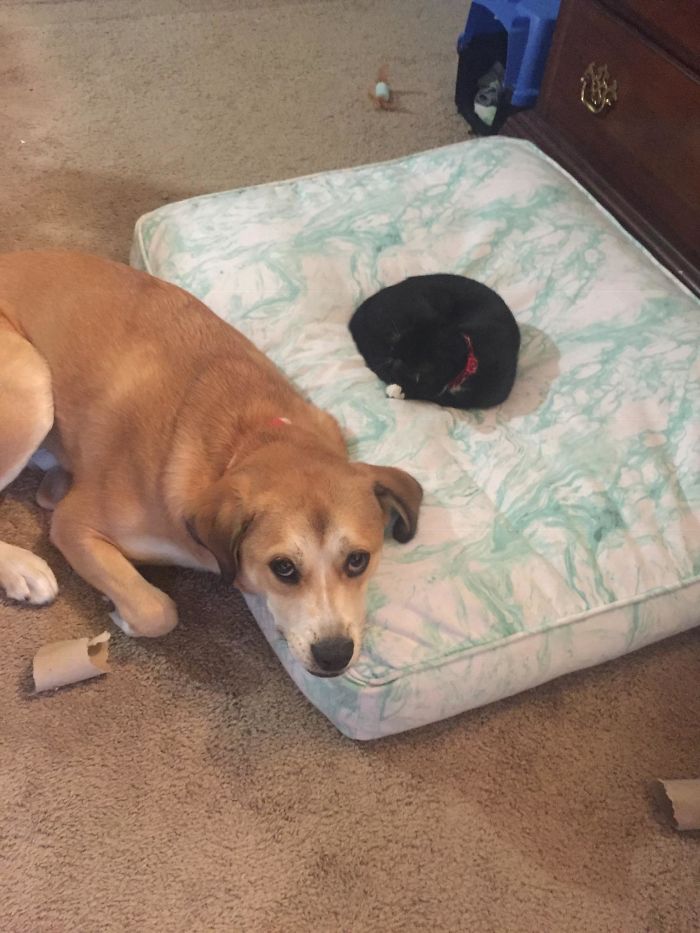 My Dog Is A Pushover