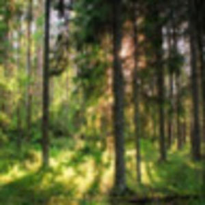 danasussman-martin avatar