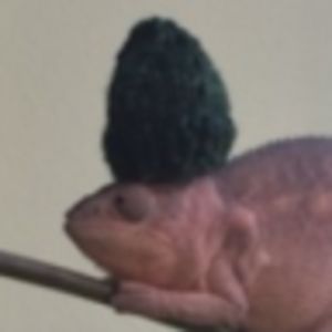 isabellasherman avatar