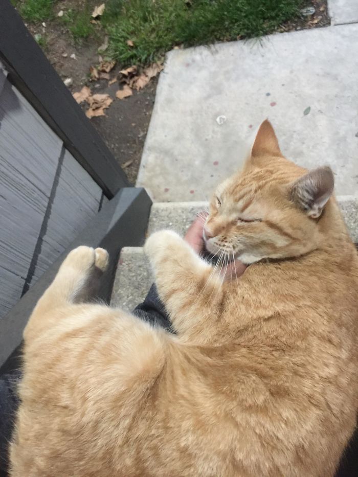 This Cat Is Not My Cat But Whenever I Get Home From Work And He Happens To Hear My Car Lock, He Shoots Out Of Nowhere And Follows Me To My Door Meowing Till I Sit Down And Allow Him To Take A Nap On My Lap 10/10 Would Pet Again