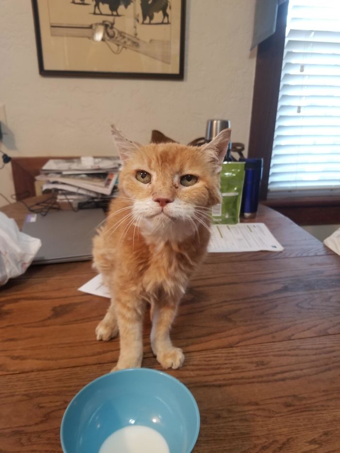 I Brought Home A Stray Cat When I Was 17 Years Old. I'm 36 Now. Every Time I Go To My Parents House, I Check To Make Sure He Is Still There And Give Him Some Extra Love Before I Leave. Meet Scooter.