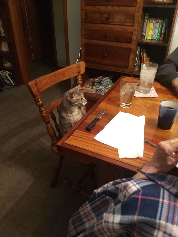 Grandparents Went From "We Dont Need A Damn Cat." To "Did You Set Up Lulu's Spot For Dinner?"