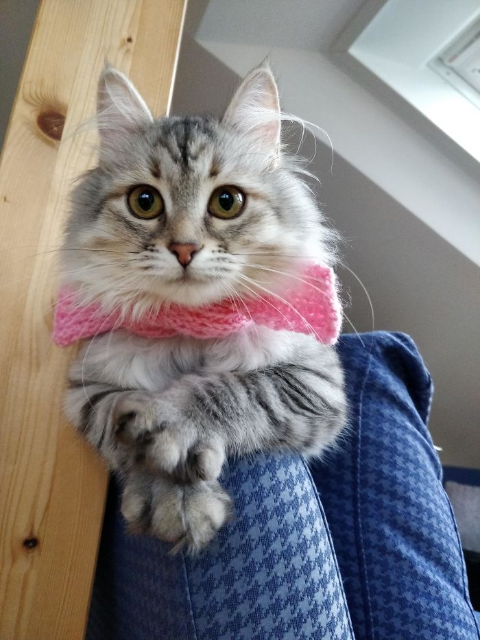 My Roommate Was Learning How To Knit So I Suggested That She Knit A Scarf For My Cat, I Think It Turned Out Pretty Great!