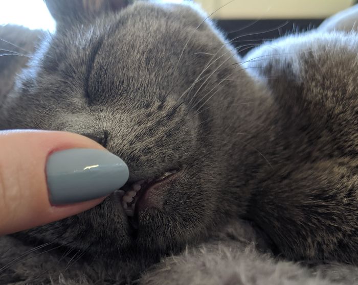 She's Out Like A Light, So I Get To Adore Her Tiny Teeth