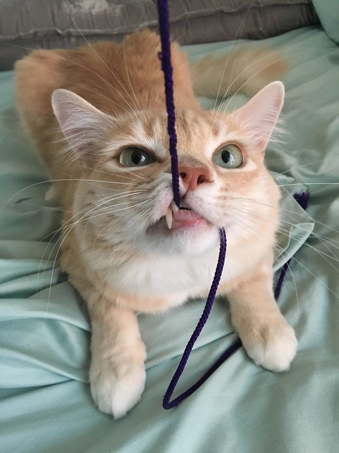 Kitten Floss The Ones He Wants To Keep