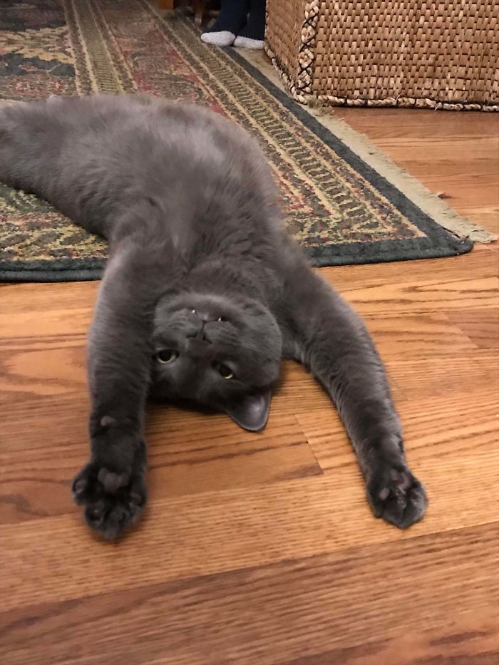 My Cat’s Morning Stretch.