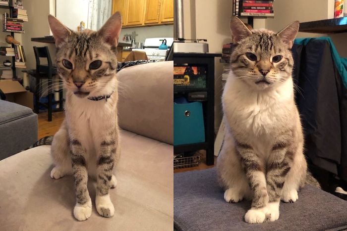 I Found Mick In My Garage Three Months Ago Before Taking Him In. He’s Come A Long Way ☺️