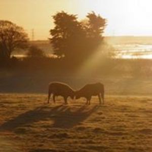 funnyfarmsrus avatar