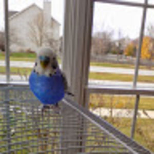 angelabraverman avatar