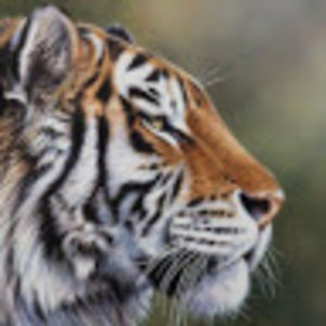 coraltomczyszyn avatar