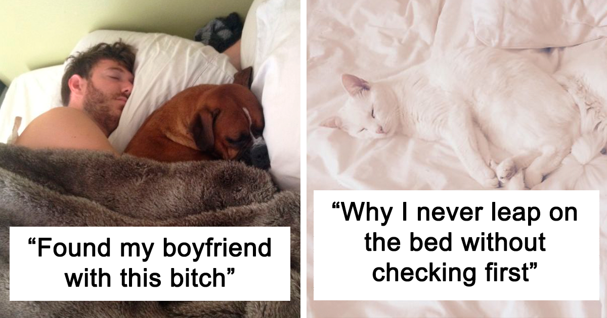 50 Times Sneaky Pets Occupied Their Owner’s Spots In Beds