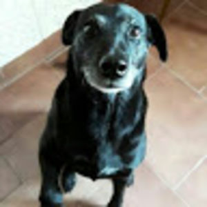 amparorodriguezbogosian avatar