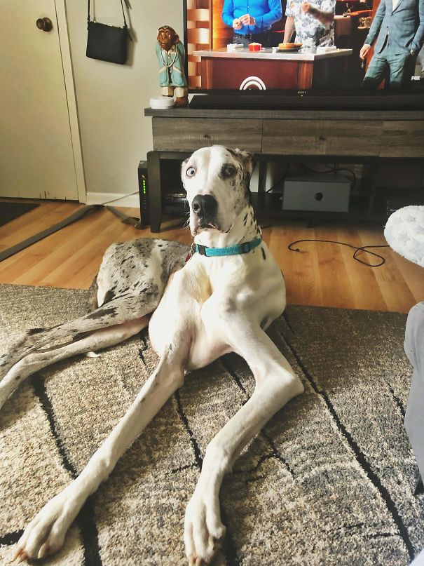 Luna When Our Son Started Getting Scolded