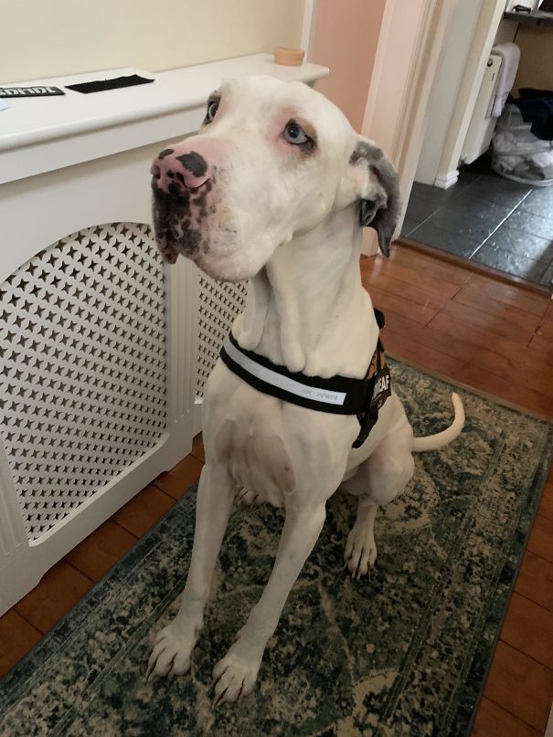 She Might Be 6’2” Long, But Lola Is The Gentlest Of Giants