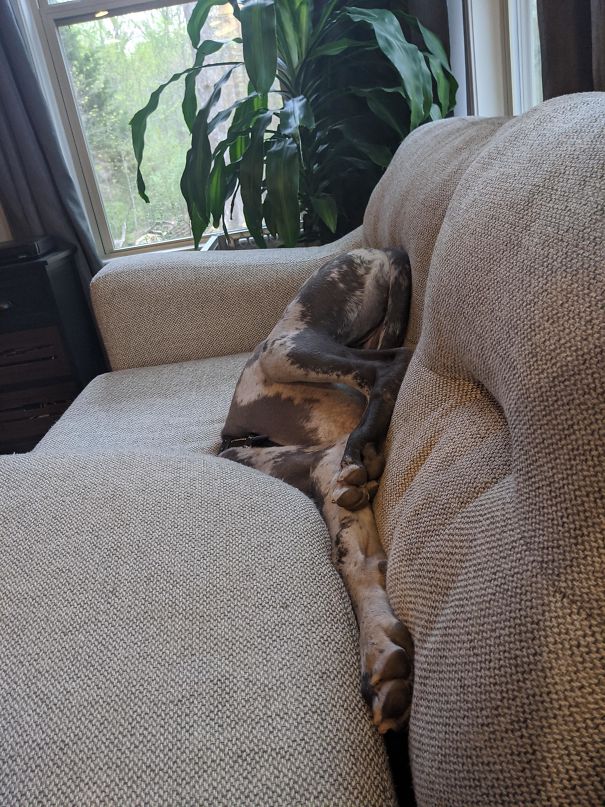 Great Dane Or Ostrich?