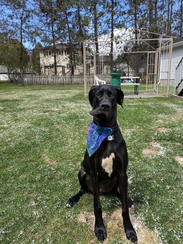 It’s A Bit Windy In Upstate NY. She Is An 8 Month Great Dane And Her Name Is Hooch