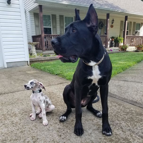 Our Boys. They Are 1/2 Brothers And Only 7 Months Apart