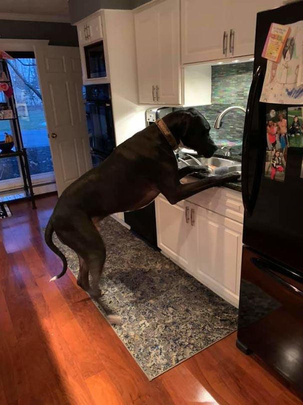 Thanks For Helping With The Dishes, Fenton
