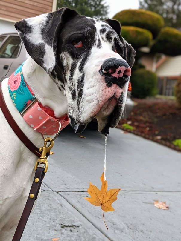 Caught River Looking Festive