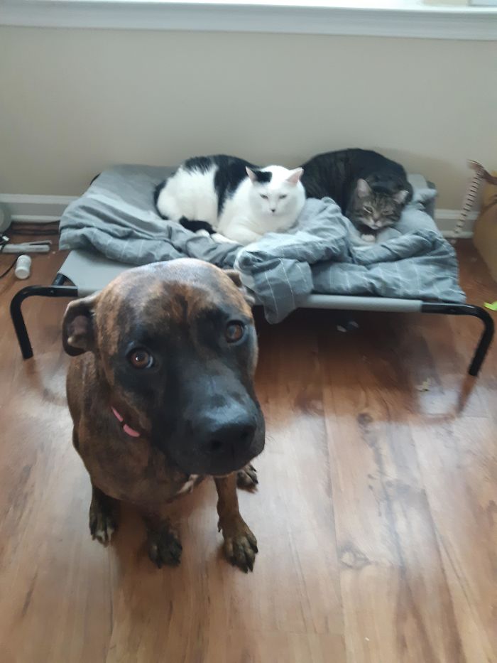 Help Me Hooman. I Seem To Have Lost My Bed