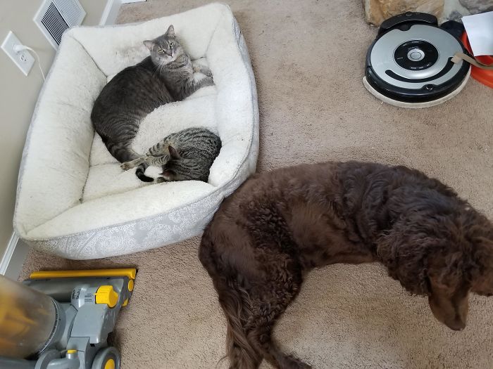 Guess I Should Have Gotten The Dog A Bed Too