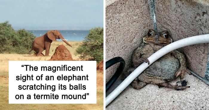 This Facebook Group Is Dedicated To Crappy Wildlife Photos That Are So Bad They’re Good (50 New Pics)