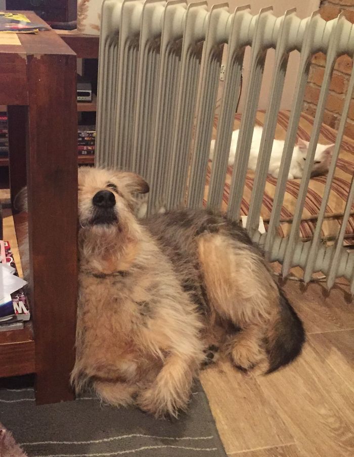 When The Cat Claims Her Bed