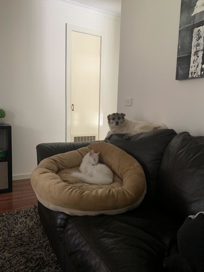 Bought My Dog A New Dog Bed Today. Already Been Kicked Off By The Cat Within 20 Minutes