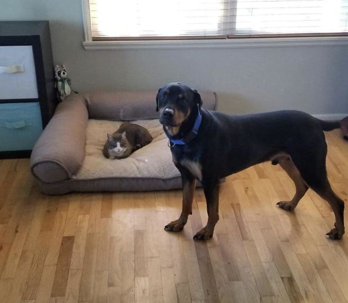 Sure Cat This Bed Is For You