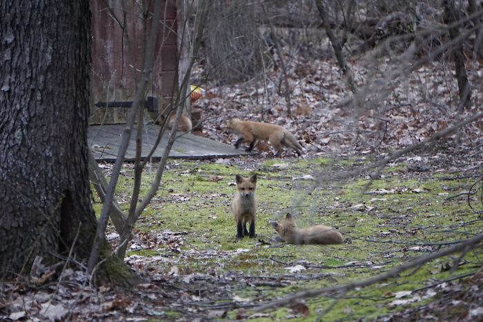 Local Fox Decided My Backyard Shed Was The Right Place To Raise Her Kits