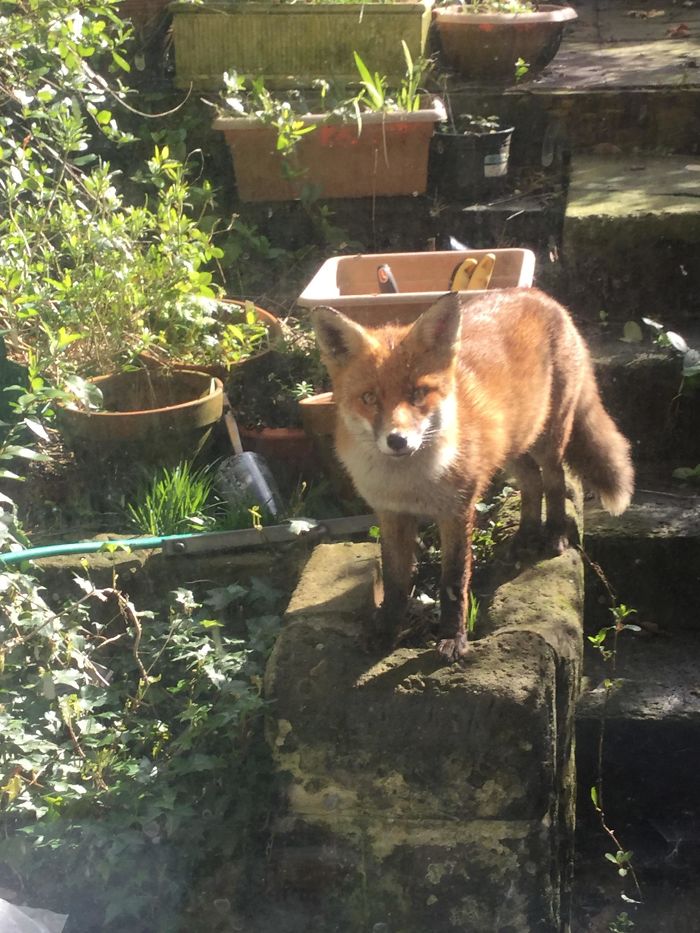 Fox Right Outside My Backdoor